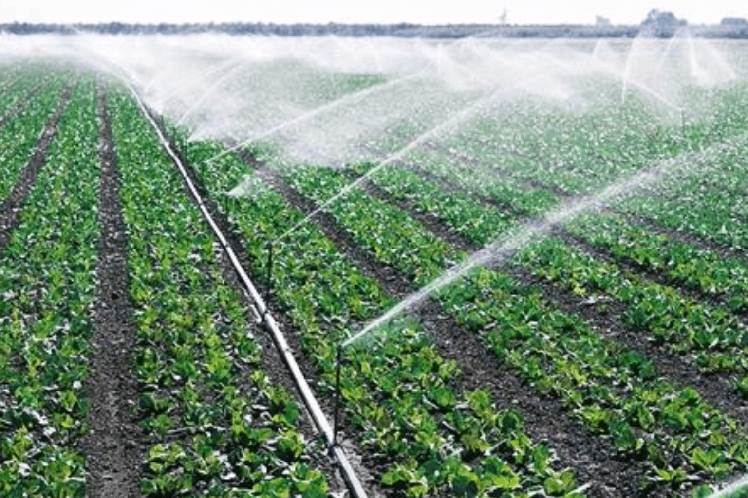 GREENHOUSE AND IRRIGATION SYSTEMS